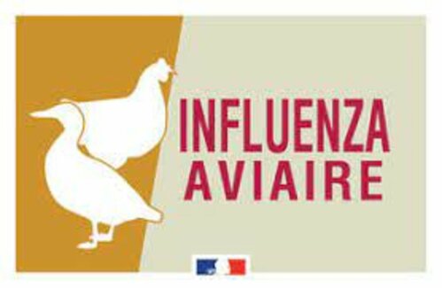 Risque modéré de l'influenza aviaire